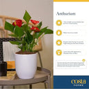 Costa Farms Anthurium Plant, Live Indoor Houseplant with Red Flowers, Easy Grow Flowering House Plant in Cute Décor Pot, Birthday, Housewarming, Get Well Soon, Home, Room, Office Décor, 12-Inches Tall by GreenHaven Gardens