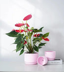 Ton Sin Plant Pots, 4.1+5.1+6.5 inch, Set of 3, Ceramic Planters with Drainage Hole and Saucer, Indoor Flower Pot with Hole Mesh Pad, Gifts for Mom(Matte Pink) by GreenHaven Gardens