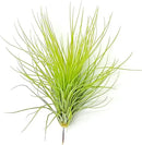 Air Plants - Tillandsia Andreana, Large 4-6" - 1ct - Live Arrival Gauranteed - House Plants for Home Decor & Gift by GreenHaven Gardens