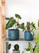 LE TAUCI Ceramic Pots for Plants, 8.3+6.9+5.7 inch Plant Pots Indoor, Flower Pots with Drainage Holes, Medium Cylinder Planters Pot for Indoor House Plants, Set of 3, Glaze Ocean Blue by GreenHaven Gardens