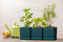 4 Inch Herb Planter Pot, Plastic Planter with Drainage Holes and Saucer, Modern Decorative Gardening Pot for Indoor Plants, Flowers, Herbs, Succulents, Green, Set of 3, 76-Y-C-3 by GreenHaven Gardens