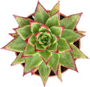 4-inch Succulent Echeveria agavoides 'Lipstick', Live Succulents Plants Fully Rooted in Pots with Soil, Easy-Care House Plants for DIY, Home Office Decoration by GreenHaven Gardens