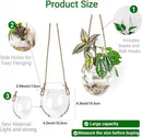 Wall Hanging Glass Planter Air Planter Terrarium Vase Propagation Stations for Hydroponic Plants, Succulent Moss Tillandsias Air Plants Globe,Home Office Garden Decor, Set of 2 by GreenHaven Gardens