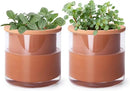 Phoenix Vine 4 Inch Self Watering Plants Pot, Design Terracotta Pot for Plants, Indoor Cylinder Terra Cotta Planter with Glass Vase, Set of 2, 51-A-E-2 by GreenHaven Gardens