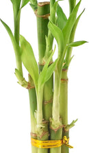 Arcadia Garden Products 5-Stem Lucky Bamboo, Live Indoor Plant in Dimension II Ceramic Planter for Home, Work, or Gift, Tan ***Cannot Ship to Hawaii*** by GreenHaven Gardens