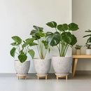 Pots for Plants 10 Inch - Ceramic Planter Large Plant Pot for Indoor Plants Outdoor Round Flower Pot with Drainage Hole and Saucer Home Garden Decor White by CozyNest Decor