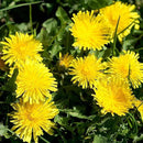 Premium Taraxacum Dandelion Seeds - 5000 Non-GMO Heirloom Purple-Stem Dandelion Seeds for Planting, Herbal Tea & Pollinators –Most Medicinal Variety (Taraxacum) by GreenHaven Gardens
