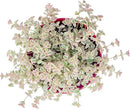 Live Succulent Plants Sedum Little Missy Variegated, Easy Care Potted Succulents, Approx 4" D x 4" H, Indoor Houseplant, Unique Gifts, Home Office Décor by GreenHaven Gardens