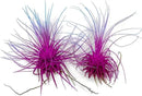 Thin Air Plant, Guatemala Tillandsia Live Airplant, Healthy Arrival Guaranteed, Great Indoor Plant, Home Decor & Gift (2 Rainbow