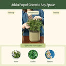 Vego garden Mini Planter Indoor Pots with Trellis Self-Watering Herb Countertop Planter for Climbing Vegetables Flowers Mint Plants Cage- Cream White by GreenHaven Gardens