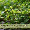 Clovers Garden Catmint (Nepeta) Plants – Two (2) Live Plants – Non-GMO - Not Seeds - Each 4" to 8" Tall – in 4" Inch Pots – Natural Mosquito Plant - Hardy Flowering Perennial Herb, Pollinator Favorite by GreenHaven Gardens