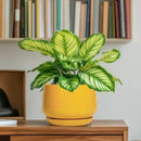 G EPGardening Ceramic Plant Pot - 6 Inch Ceramic Planter with Drainage Hole and Tray, Modern Round Planter, Flower Pot for Indoor Outdoor Plants, Plants Lovers Gifts, House Garden Decor, Yellow by GreenHaven Gardens