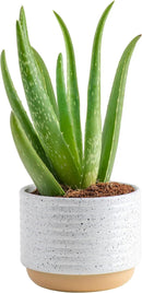 Costa Farms Aloe Vera, Live Succulent Plant, Easy Care Indoor Houseplant in Modern Décor Planter, Room Air Purifier, Tabletop, Office, Desk or Home Décor, Birthday, Gardening Gift, 10-12 Inches Tall by GreenHaven Gardens