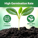 12 Varieties of Seasoning Seeds for Planting, Family Culinary Spice Herb & Veggie Seeds Packet, Basil, Rosemary, Thyme, Cilantro, Pepper, Mint, Non-GMO, Heirloom, for Home Garden Indoor Outdoor by GreenHaven Gardens