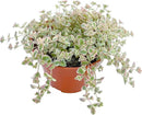 Live Succulent Plants Sedum Little Missy Variegated, Easy Care Potted Succulents, Approx 4" D x 4" H, Indoor Houseplant, Unique Gifts, Home Office Décor by GreenHaven Gardens