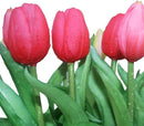 15pcs Artificial Tulips Flowers, Fake Tulips Real Touch, Faux Latex Bouquets, for Party Wedding Home Room Decoration (Rose Red) by CozyNest Decor