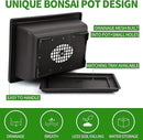 5 Bonsai Tree Kit Complete Plant Growing Tools, Grow in Pot Indoor Bonsai Tree Starter Kit, Great Home Gardening Potted Plants DIY Gift for Adults by GreenHaven Gardens