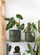 LE TAUCI Fluted Ceramic Planters Set of 3 – 8.3/7 / 5.7 in Dark Olive Reactive Cylinder Indoor Plant Pots with Drainage Plug & Mesh, Glossy Stoneware Flower Pots for Succulents Herbs by CozyNest Decor