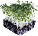 Broccoli Seeds for Sprouting & Microgreens | Waltham 29 Variety | Non GMO & Heirloom Seeds | 8 oz Resealable Bag | Rainbow Heirloom Seed Co. by GreenHaven Gardens
