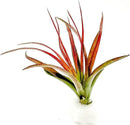 Air Plants - Tillandsia Brachycaulos Abdita, Large 4-6" - 5 ct - Live Arrival Guaranteed - House Plants for Home Decor & Gift by GreenHaven Gardens