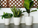 8 Inch Ceramic Planter Pot Round Plant Pot with Drainage Hole and Saucer Modern Flower Pot for Indoor Outdoor Plants White by GreenHaven Gardens