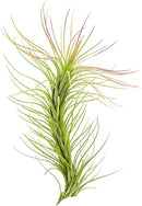 Air Plants - Tillandsia Funckiana, Large 5" - 1ct - Live Arrival Guaranteed - House Plants for Home Decor & Gift by GreenHaven Gardens