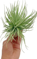 Air Plants - Flowering Tillandsia Rose BAER, Large 5" - 3ct - Live Arrival Guaranteed - House Plants for Home Decor & Gift by GreenHaven Gardens