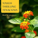 6 Dallas Red Lantana | Live Plants in 2.5-inch Nursery Cubes | Lantana Camara 'Dallas Red' Variety | Hardy Evergreen Perennial Shrub | Fiery Vibrant Blooms for Home & Garden by GreenHaven Gardens