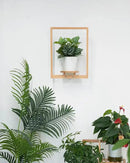 yadoker Wall Planters for Indoor Plants,Bamboo Hanging Plant Holders, Wall Decor Plant Stand, 1-Pack Window Plant Shelves for Living Room & Entryway by GreenHaven Gardens