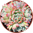 4-inch Succulent Echeveria 'Biante', Live Succulents Plants Fully Rooted in Pots with Soil, Easy-Care House Plants for DIY, Home Office Decoration by GreenHaven Gardens