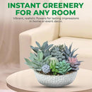 Premium Assorted Artificial Succulent Collection - Large Real Touch Artificial Cactus, Aloe Vera & Succulent Plants Artificial with Pots for Home Office Indoor (Artificial Glass - Pot) by CozyNest Decor