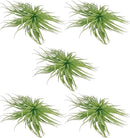 Air Plants - Flowering Tillandsia Rose BAER, Large 5" - 5ct - Live Arrival Guaranteed - House Plants for Home Decor & Gift by GreenHaven Gardens