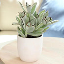 Altman Plants Desert Fire Live Succulents 4-Pack, Mini Plants Succulent Mix, Live Plants, Mini Succulents, House Plants, Live Succulent Plants, Outdoor & Indoor Plants for Event, Wedding, Kid Crafts by GreenHaven Gardens