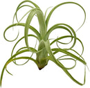Live Air Plants - Tillandsia Curly Slim Jumbo – 1 Count 5-9 inches – Ideal for Gifts & Presents, Live Indoor Plants & Live House-Plants – Live Plants for Home décor, 30 Day Guarantee by GreenHaven Gardens