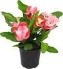 Euphorbia Crown of Thorns Plant Decor, Perennial Plants Ready to Plant, Cactus Plants Live Houseplants, Outdoor Plants Live House Plants Live Plants Indoor Plants Live Houseplants by Plants for Pets by GreenHaven Gardens