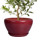 Ceramic Planter - Indoor Plant Pot with Drainage Hole and Saucer 13 Inch Large Pots for Plants Round Modern Outdoor Flower Pot Mid-Century Patio Room Decor Red by GreenHaven Gardens
