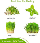 HOME GROWN 3200+ Cat Grass – 𝗡𝗢𝗡-𝗚𝗠𝗢 𝗨𝗦𝗔 Grown Catnip, Alfalfa, Oat, Cat Grass Mix – Indoor Cat Grass Kit Refill – High-Germination Pet Grass for Hairball Relief & Digestion by GreenHaven Gardens