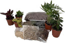 Hirt's Terrarium Kit with 5 Terrarium Plants in 2" Pots by GreenHaven Gardens