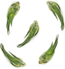Air Plants - Tillandsia Seleriana, Large 4-6" - 5ct - Live Arrival Guaranteed - House Plants for Home Decor & Gift by GreenHaven Gardens