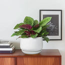 G EPGardening Ceramic Pots for Plants - 6 Inch Planter for Indoor Plants, Flower Pots with Drainage and Ceramic Tray, Modern Office Decor, Gifts for Plant Lovers, White by GreenHaven Gardens