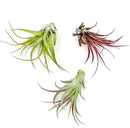 Air Plants - Tillandsia Brachycaulos Multiflora, Jumbo 5-7" - 3 ct - Live Arrival Guaranteed - House Plants for Home Decor & Gift by GreenHaven Gardens