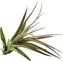Air Plants - Tillandsia Brachycaulos Multiflora, Jumbo 5-7" - 5 ct - Live Arrival Guaranteed - House Plants for Home Decor & Gift by GreenHaven Gardens