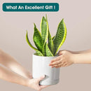 vancasso Ceramic Plant Pots, 6.25 Inch Ceramic Pot for Plants, Planters Pots for Indoor Plants with Drainage Holes, Flower Pot for Indoor House Plant, White by CozyNest Decor