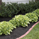 Ultimate Hosta Garden Collection 6-Pack of Bare Roots Hardy Mixed Heart-Shaped Hosta - Rich Green Foliage, Low Maintenance, Heart Shaped Leaves Great Perennials - 1000'S Sold