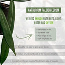 LEAL PLANTS ECUADOR Anthurium Pallidiflorum Live Plants| Green Live House Plant for Indoors|Rare and Exotic Indoor Plants for Living Room|Anthuriums Live Plants |Pallidiflorum Live Heart Plant by GreenHaven Gardens