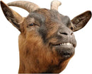 Smiling Goat Window Stickers Decor Funny Wall Stickers Peel and Stick Cute Goat Animals Wall Decals Removable Funny Goat Wall Window Decor for Farmhouse Kitchen Door Closet by CozyNest Decor
