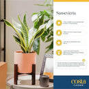 Costa Farms Snake Plant, Live Indoor Sansevieria Plant, Easy to Grow Succulent Houseplant Potted in Indoor Plant Pot, Potting Soil Mix, Home and Room Decor, Fits Shelves, Tabletops, 8-Inches Tall by GreenHaven Gardens