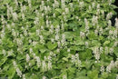 50 Foamflower Seeds (Tiarella Wherryi) Perennial, Shade Loving, Ground Cover Plant by GreenHaven Gardens