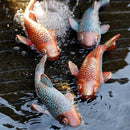 Garden Statues, Koi Fish Decor, Set of 2 Antique Koi Fish Garden Statue,Fish Sculpture Garden for Outdoors, Patio Decor, Backyard and Home Kitchen Decoration by GreenHaven Gardens