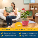 Costa Farms Bromeliad Live Plant, Live Indoor Flowering Plant, Houseplant Potted in Eco-Friendly Washable Paper Planter with Potting Soil Mix, Tabletop Room Decor, Grower's Choice, 12-Inches Tall by GreenHaven Gardens